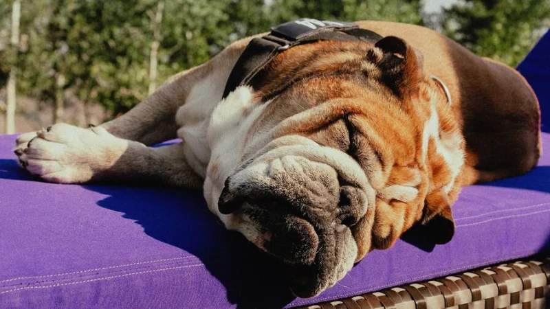 Бульдог Льюиса Хэмилтона стал героем обложки Vogue