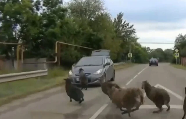  Момент ДТП на Кубани: водитель автомобиля наехал на стадо баранов