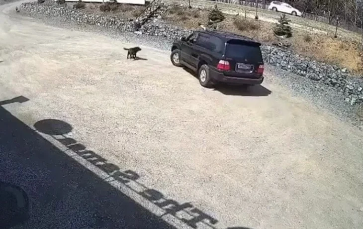  Водитель, похожий на&nbsp;Трампа, задавил собаку&nbsp;в Находке и скрылся