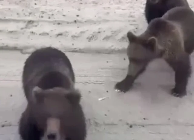  Необычная встреча на трассе: под Сургутом медведи пытались забраться в кабину к дальнобойщику