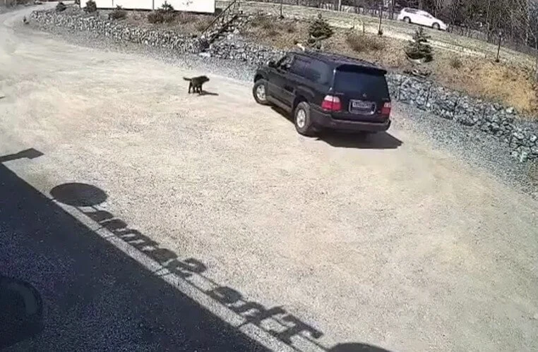  Водитель, похожий на&nbsp;Трампа, задавил собаку&nbsp;в Находке и скрылся