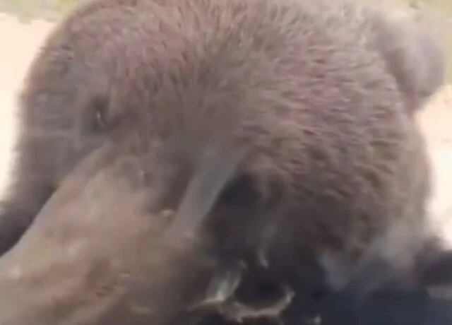  Медведь пытался проникнуть в&nbsp;машину с&nbsp;людьми на российской трассе