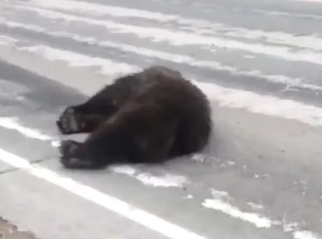  Сбитый машиной на трассе медведь неожиданно ожил