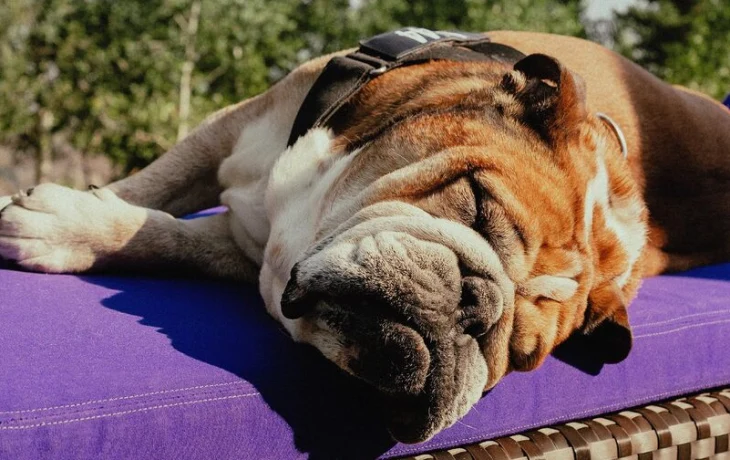 Бульдог Льюиса Хэмилтона стал героем обложки Vogue