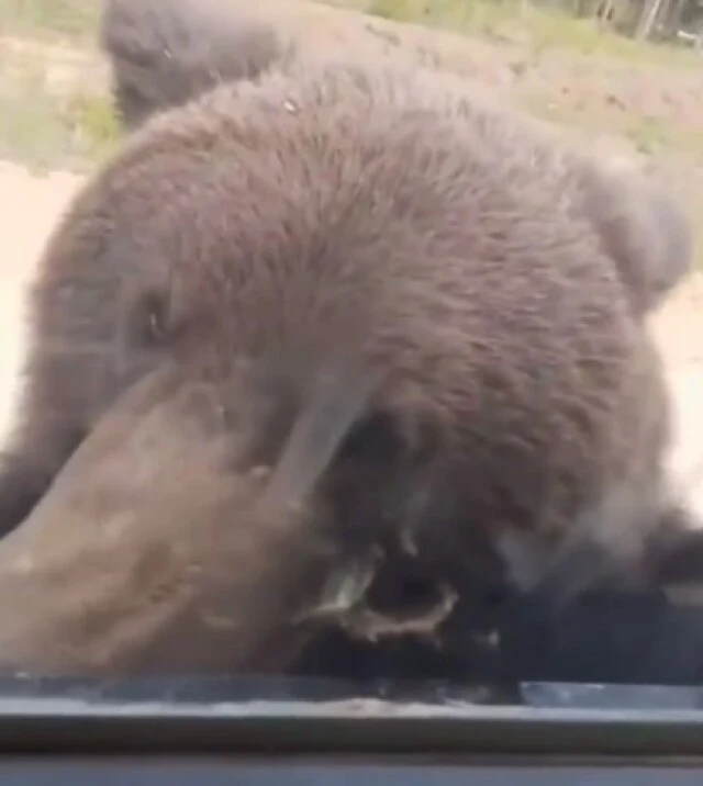  Медведь пытался проникнуть в&nbsp;машину с&nbsp;людьми на российской трассе