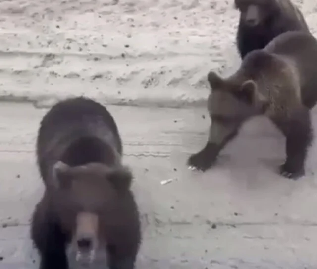  Необычная встреча на трассе: под Сургутом медведи пытались забраться в кабину к дальнобойщику