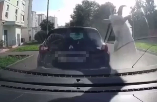  В Южном Бутове козы запрыгнули на припаркованный во дворе автомобиль и повредили его