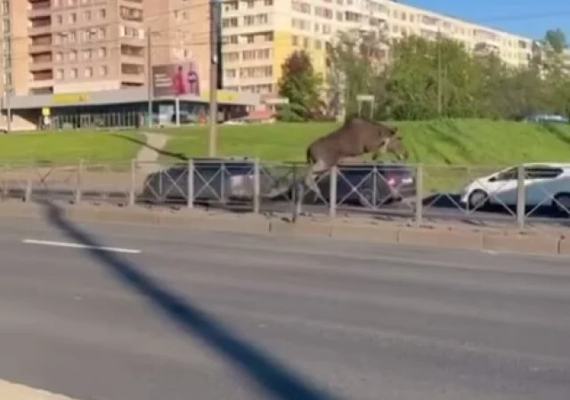  В Санкт-Петербурге лось пытался перебежать дорогу и столкнулся с автомобилем